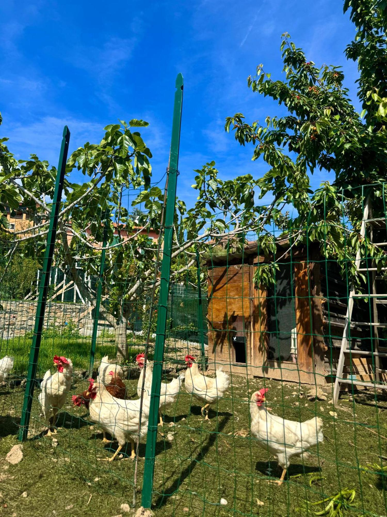 Ligo Acomodação com café da manhã Villanova d'Albenga Exterior foto